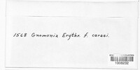 Apiognomonia erythrostoma image